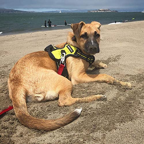 Dog Harness No Pull for Small Dogs with 2 Leash Clips (Small / Wild Lime)
