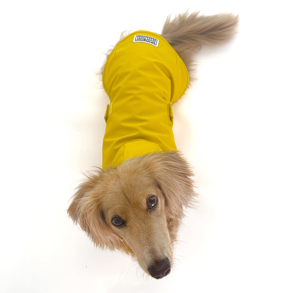 Dachshund Raincoat (Small)