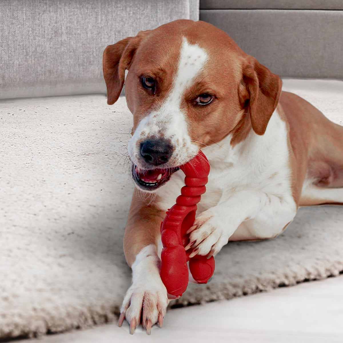 Lobster Power Chew Toy for Dogs (Lobster 1 Pack / X-Large)