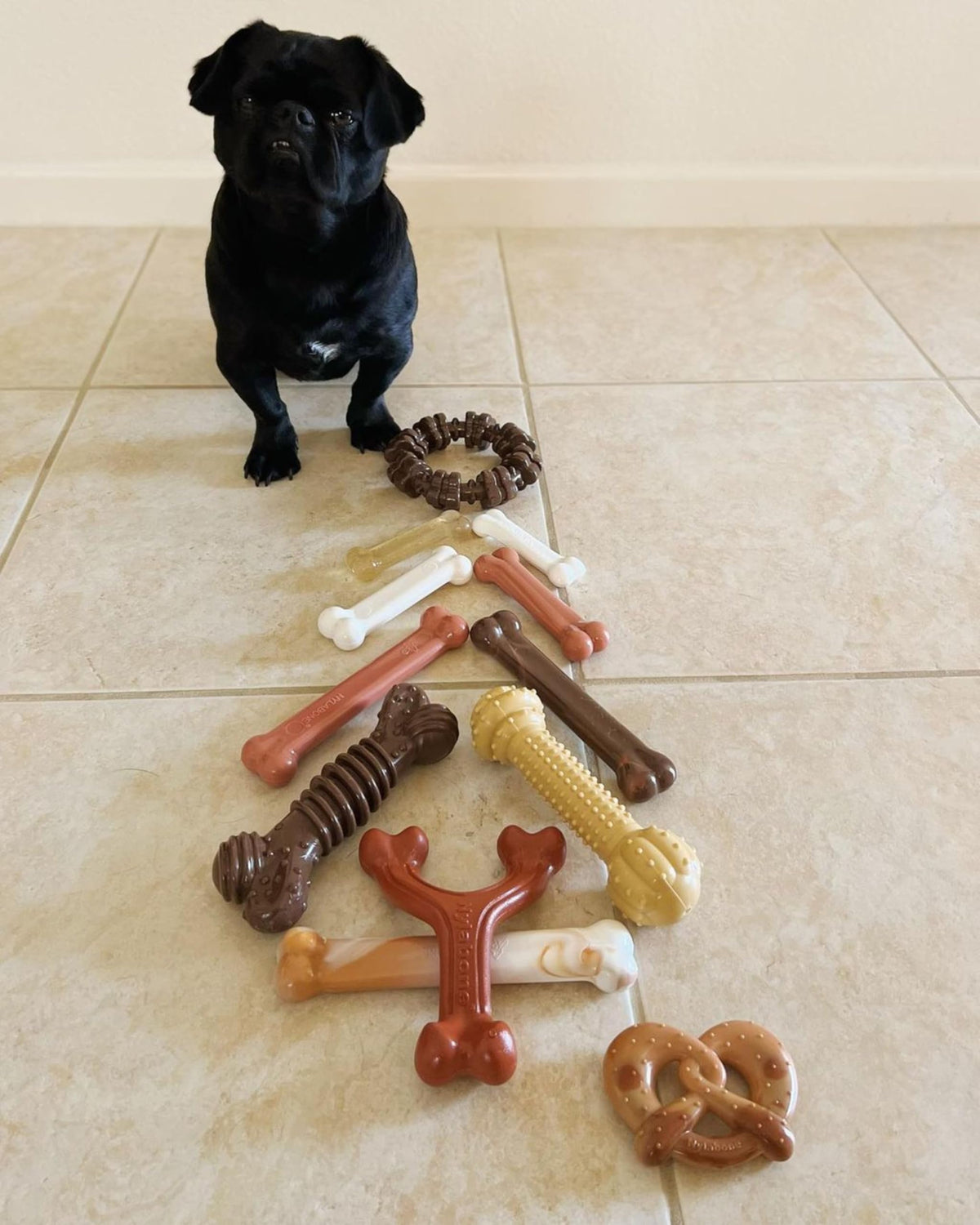 Power Chew Easy (Small / Wishbone)