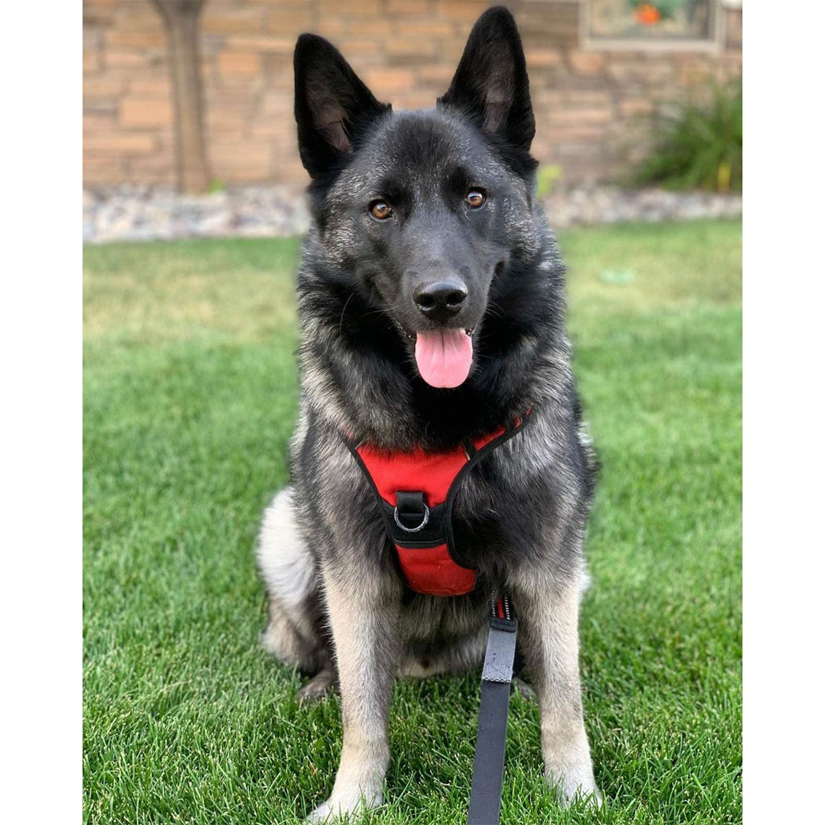 Dog Harness No Pull for Large Dogs with 2 Leash Clips (X-Large / Red)