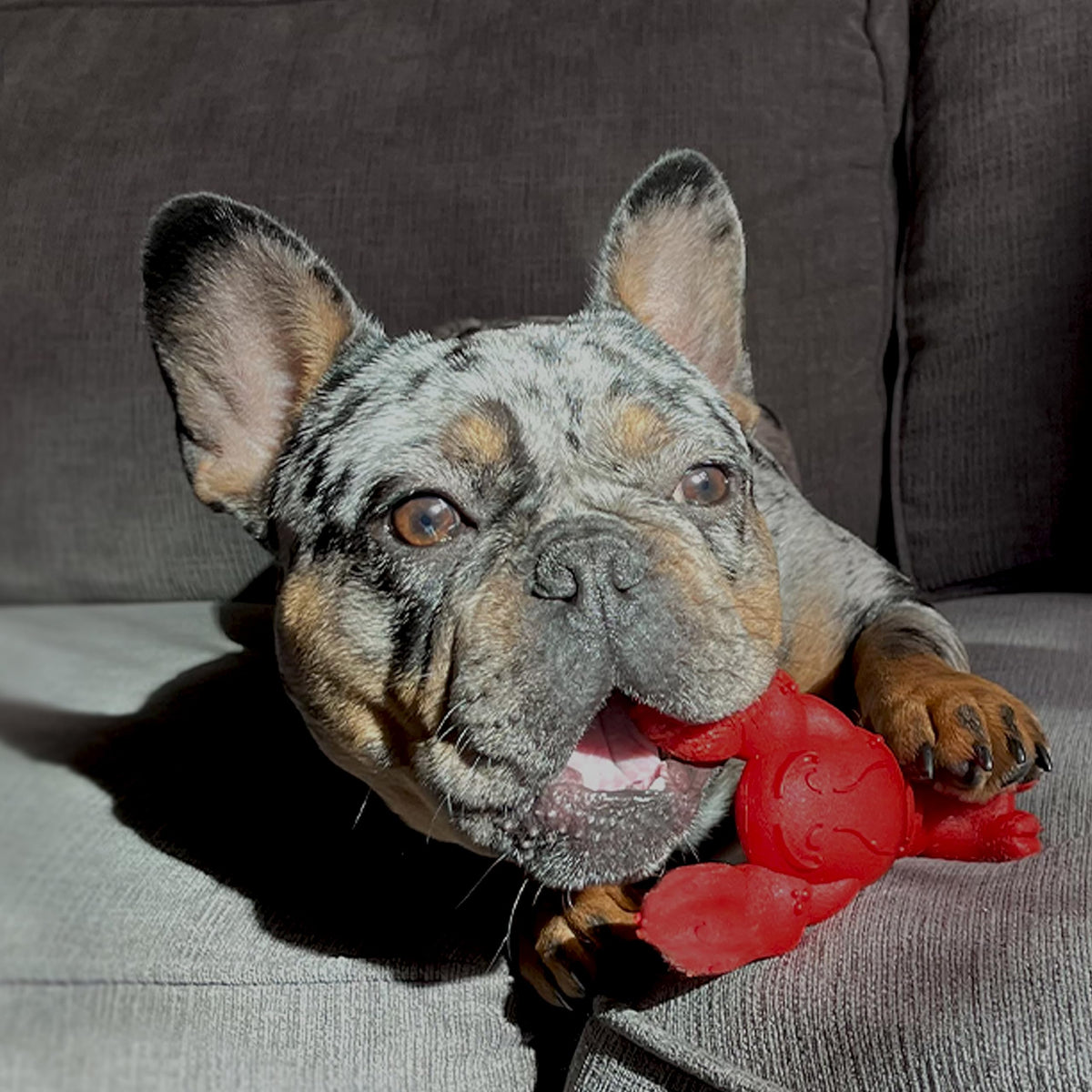 Lobster Power Chew Toy for Dogs (Lobster 1 Pack / Small)