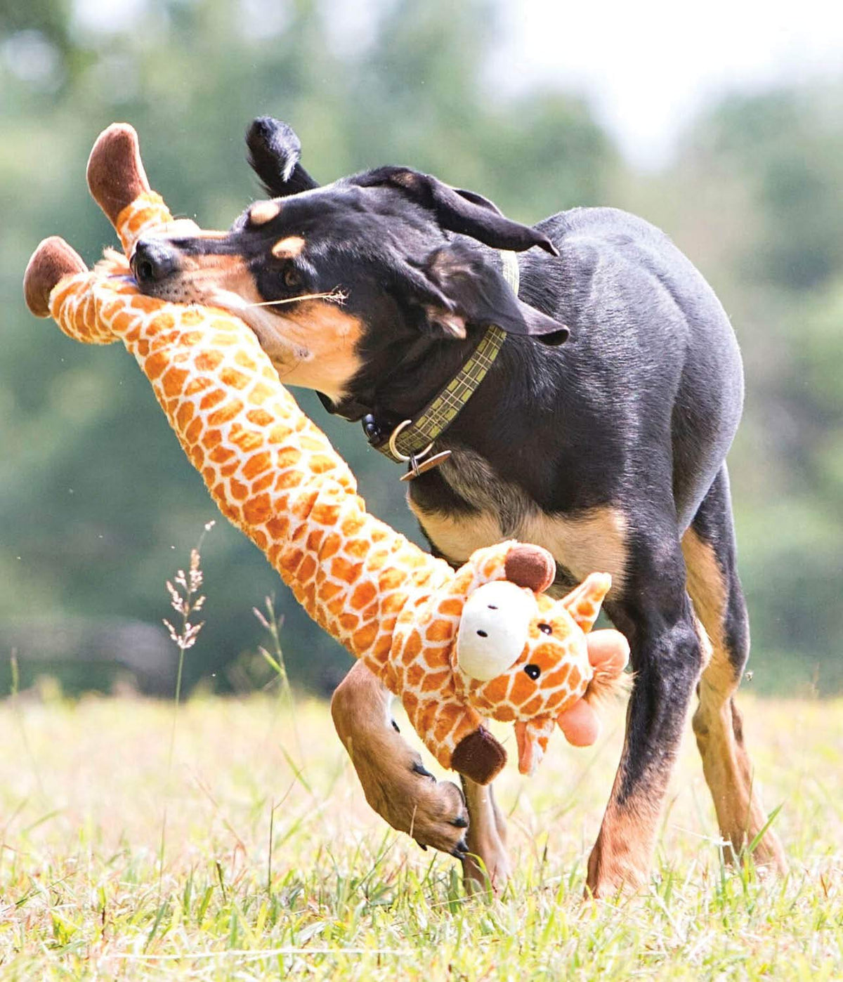 by Charming Pet Longidudes Giraffe Plush & Squeaky Dog Tug Toy