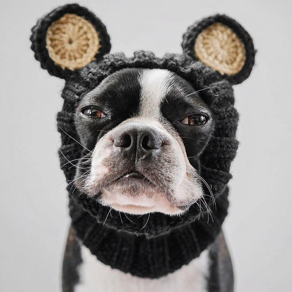 Black Bear Costume (Medium / Black Bear)