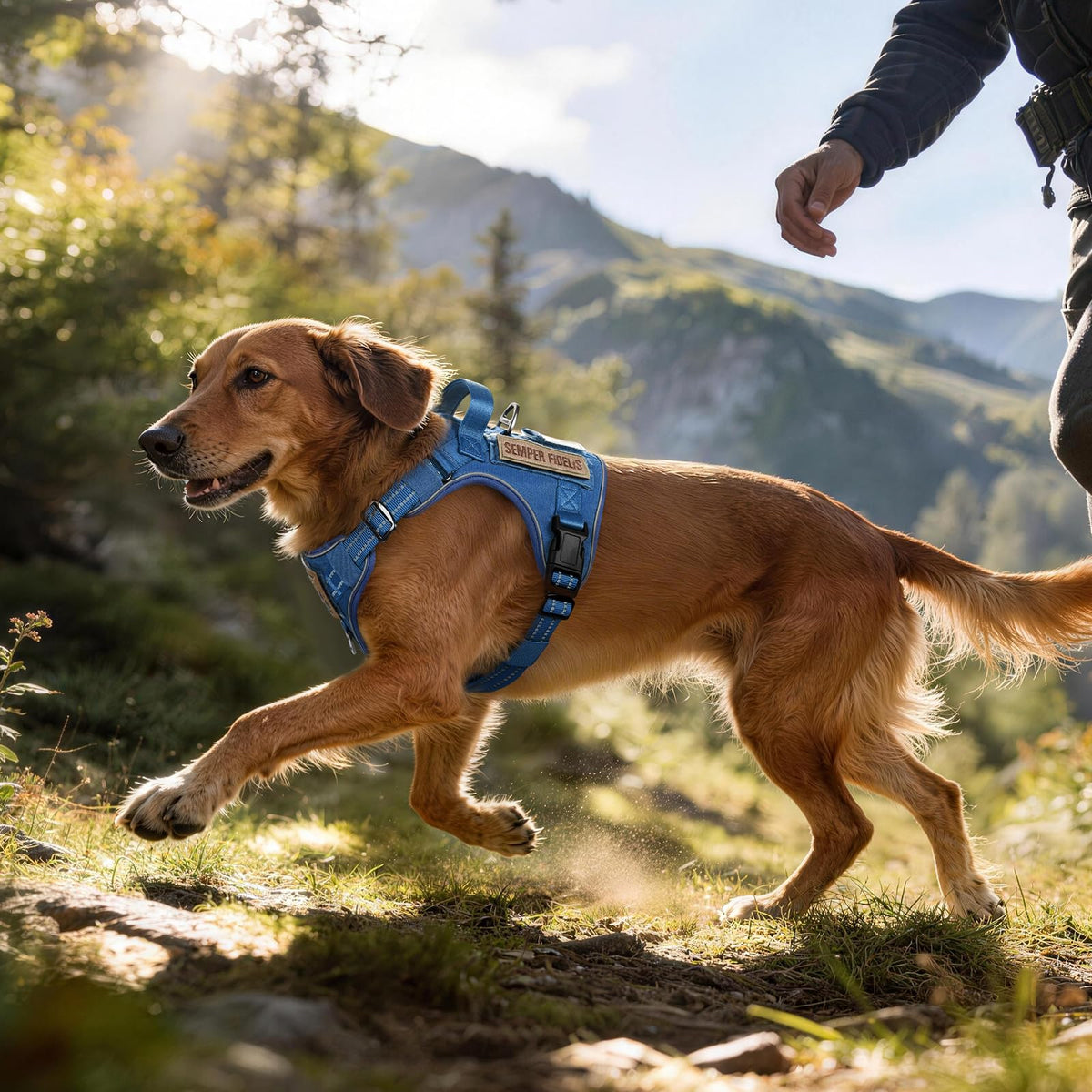 Tactical Dog Harness for Small Dogs (S(Chest:16.1"-31.5",Neck:15.4"-21.6",Back:7.1") / Blue)