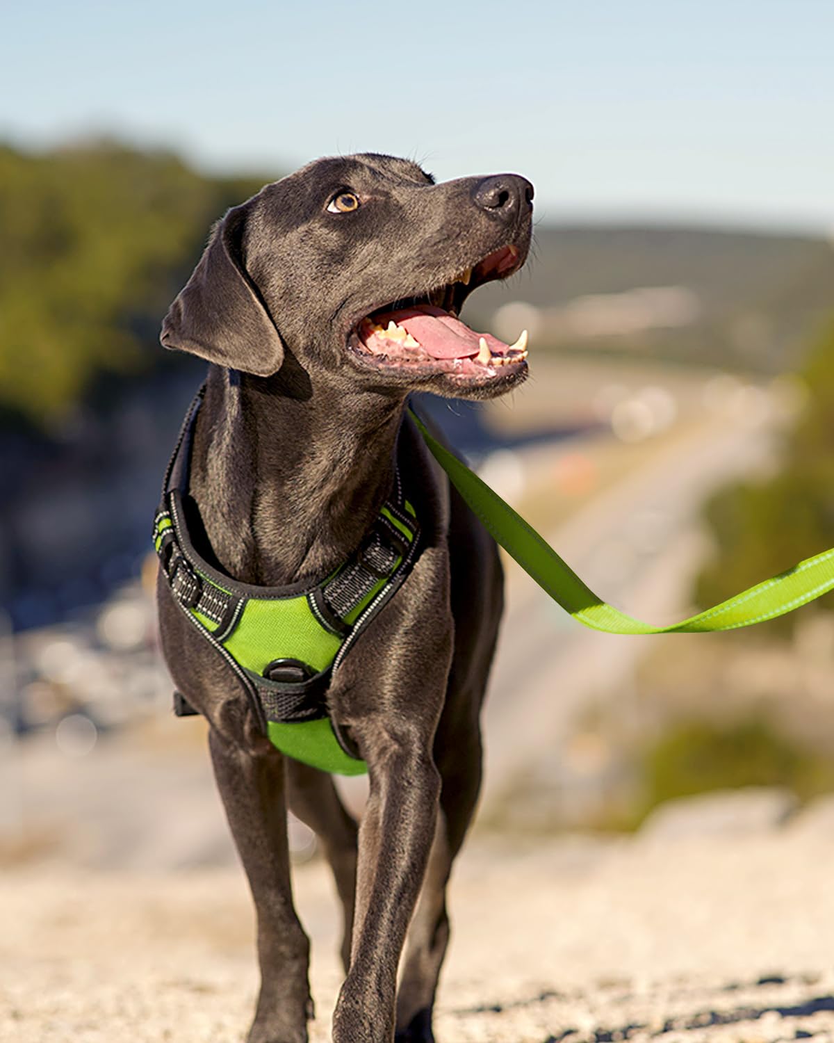 No Pull Dog Harness for Large Dogs (Large / Green)