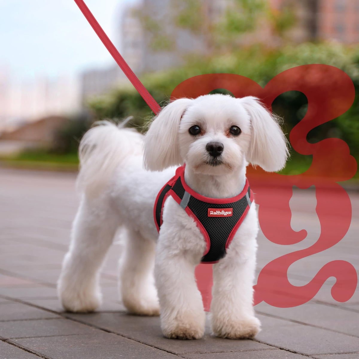 Dog Harness Small Sized and Leash Set (Black & Red / L (Chest: 18.2"-20.5"))
