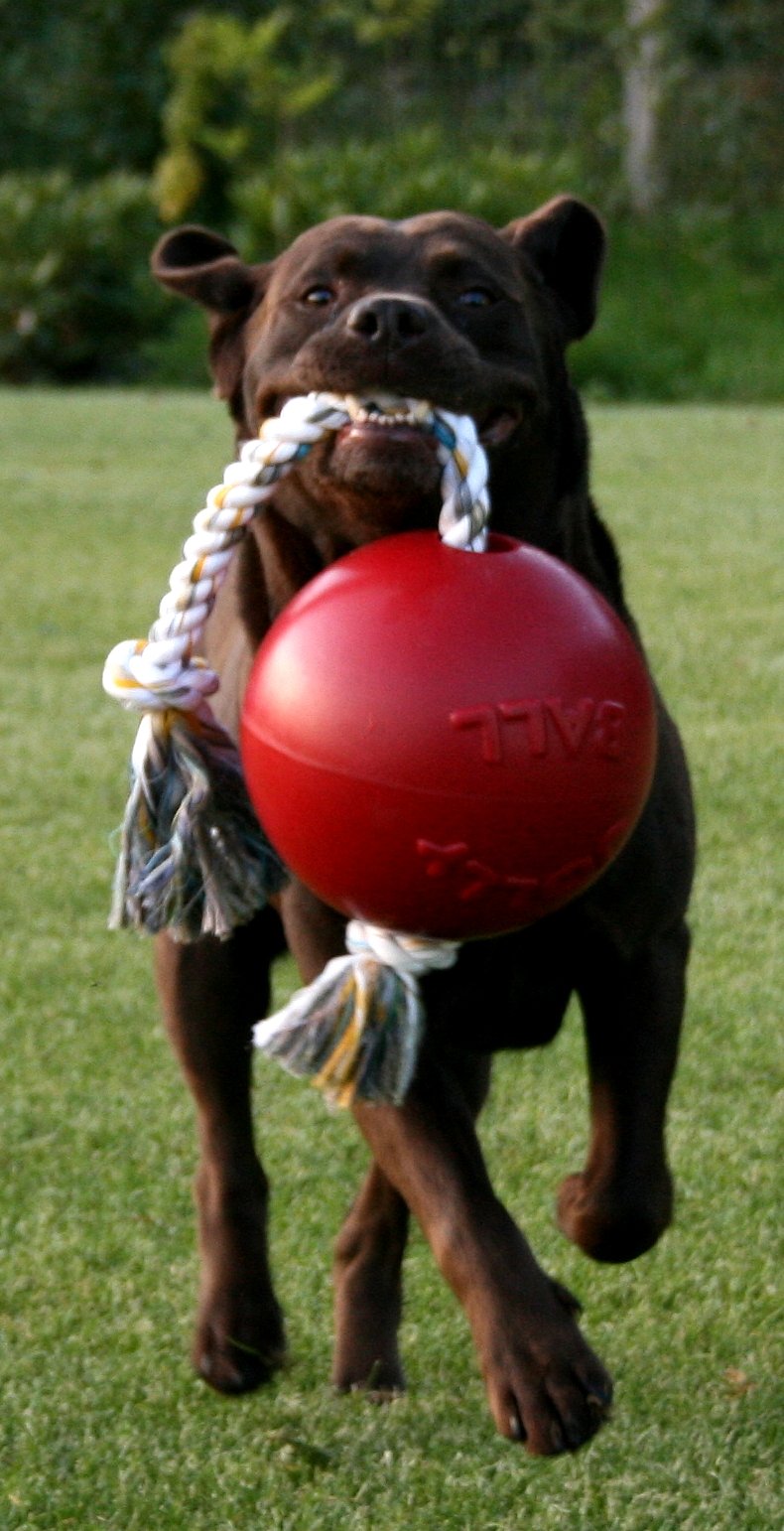 Romp-n-Roll Rope and Ball Dog Toy, 8 Inches/Large, Orange (Orange / Large (8 in))