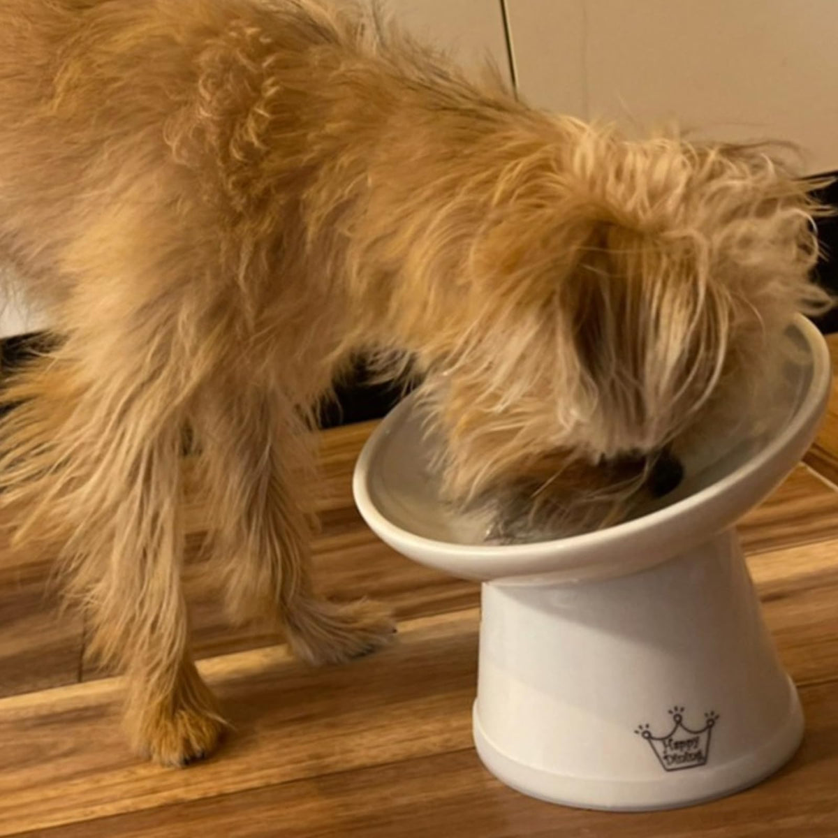 Necoichi Raised Dog Food Bowl (Extra Wide (Pack of 1))