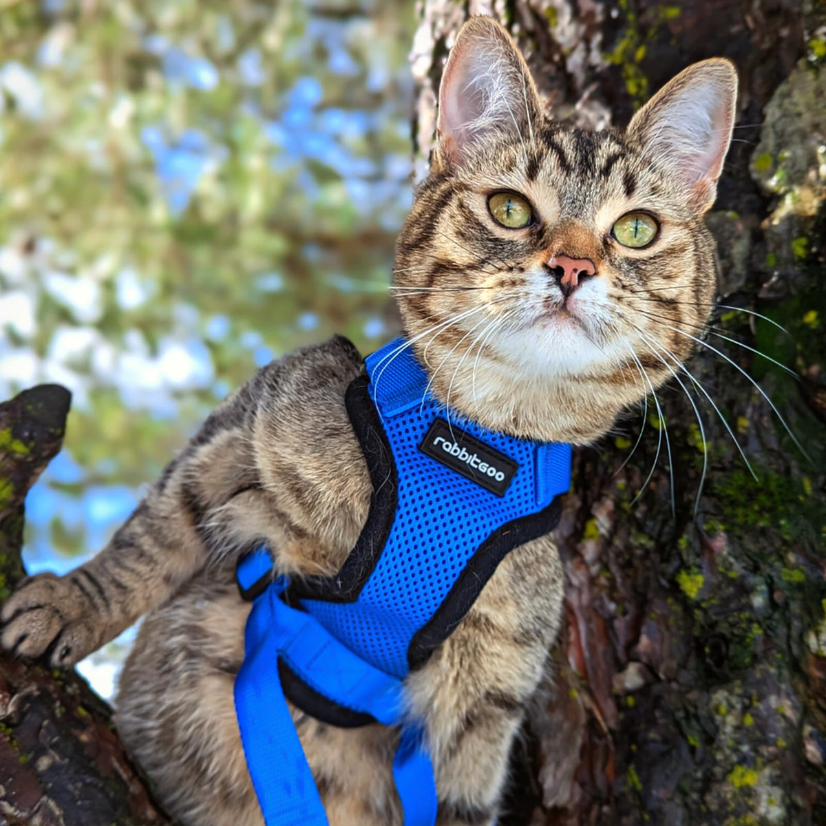 Cat Harness and Leash Set (Xs / Navy Blue)