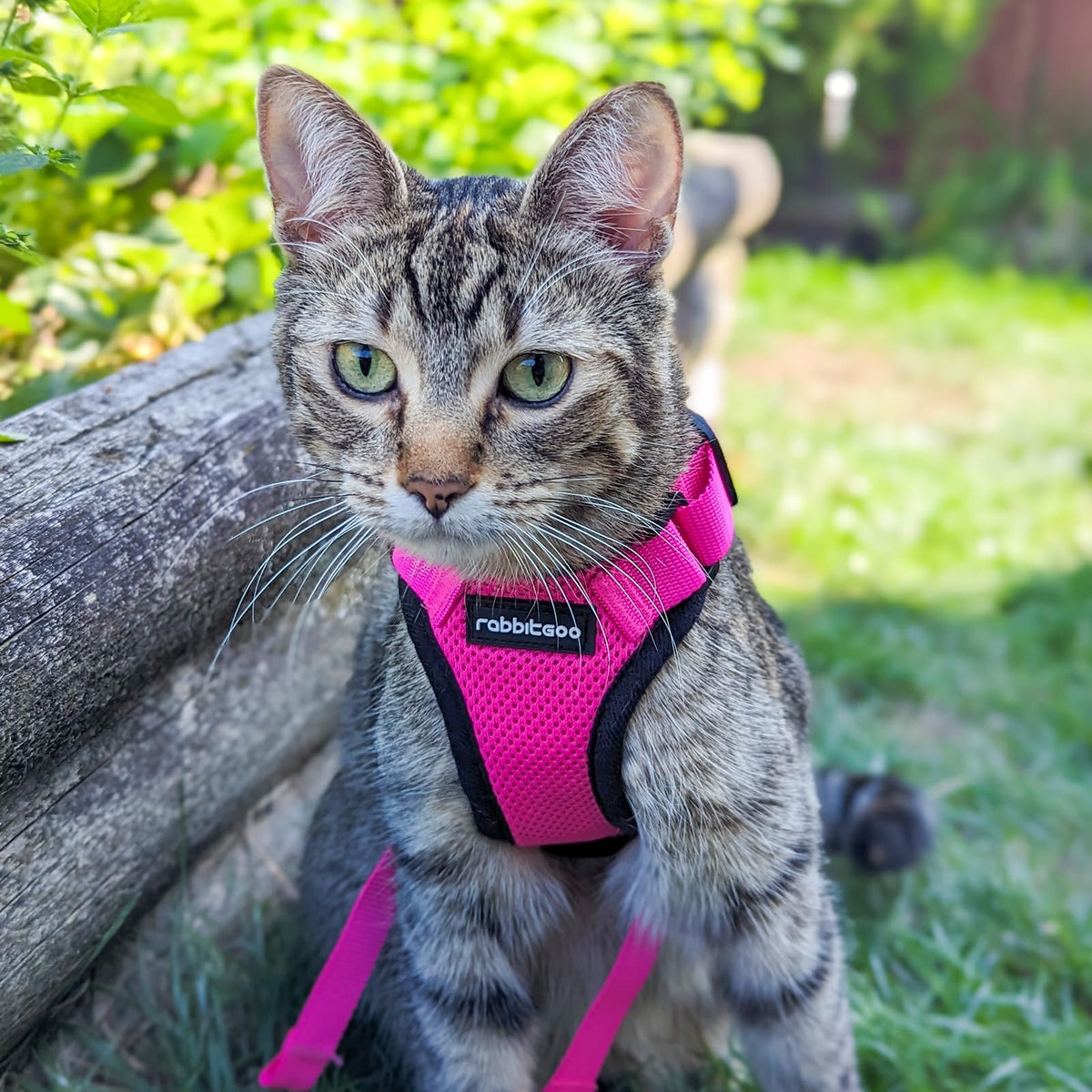 Cat Harness and Leash Set (M / Rose Red)