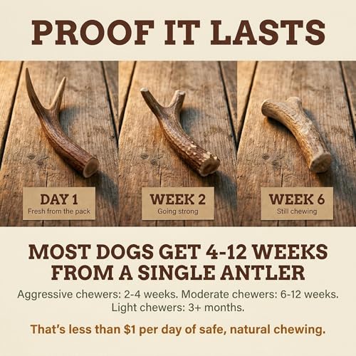 Deer Antler Dog Chew (X-Large (Dogs 65-85 lbs))