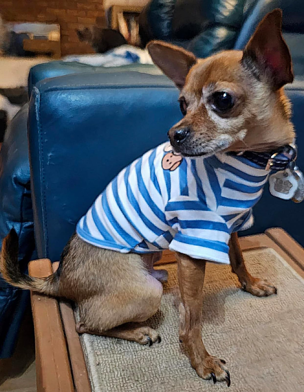 Turtleneck Dog Shirt Cute Doggie Embroidery Super Soft Dog Sweatshirt Stretchy Striped Puppy Pullover for Cats Small Medium Large Dogs (Blue Striped / X-Large)