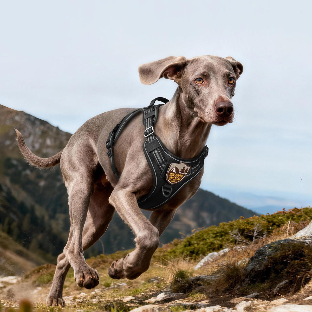 Tactical Dog Harness for Large Dogs (L(Chest:22"-37",Neck:21.1"-30.3",Back:8.3") / Black)