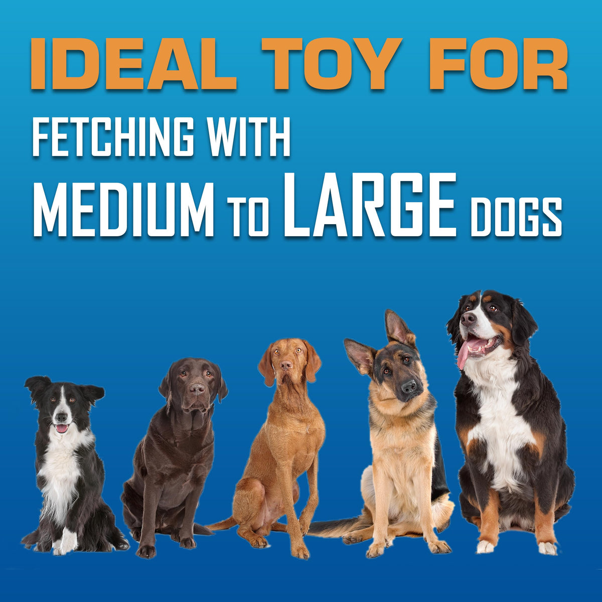 Tire Flyer Dog Toy Gift Set (Multicolor / 10 Inch (Pack of 3))