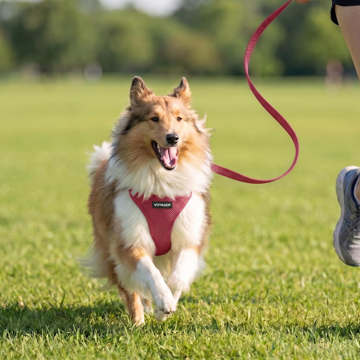 Voyager Step in Air All Weather Mesh Harness and Reflective Dog 5ft Leash Combo with Neoprene Handle (Burgundy / XXXS (Chest: 11 - 12"))