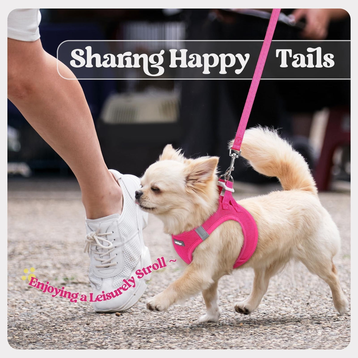 Dog Harness Small Sized and Leash Set (Rose Red / Xs (chest: 13.3 - 15.5"))