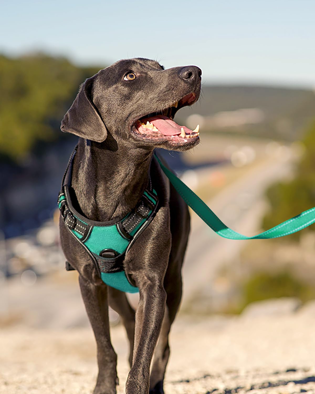 No Pull Dog Harness for Small Dogs (Small / Teal)