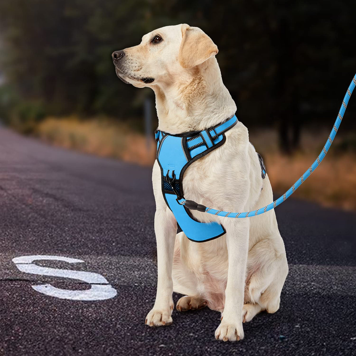 No Pull Dog Harness for Small Dogs (Blue / Small)