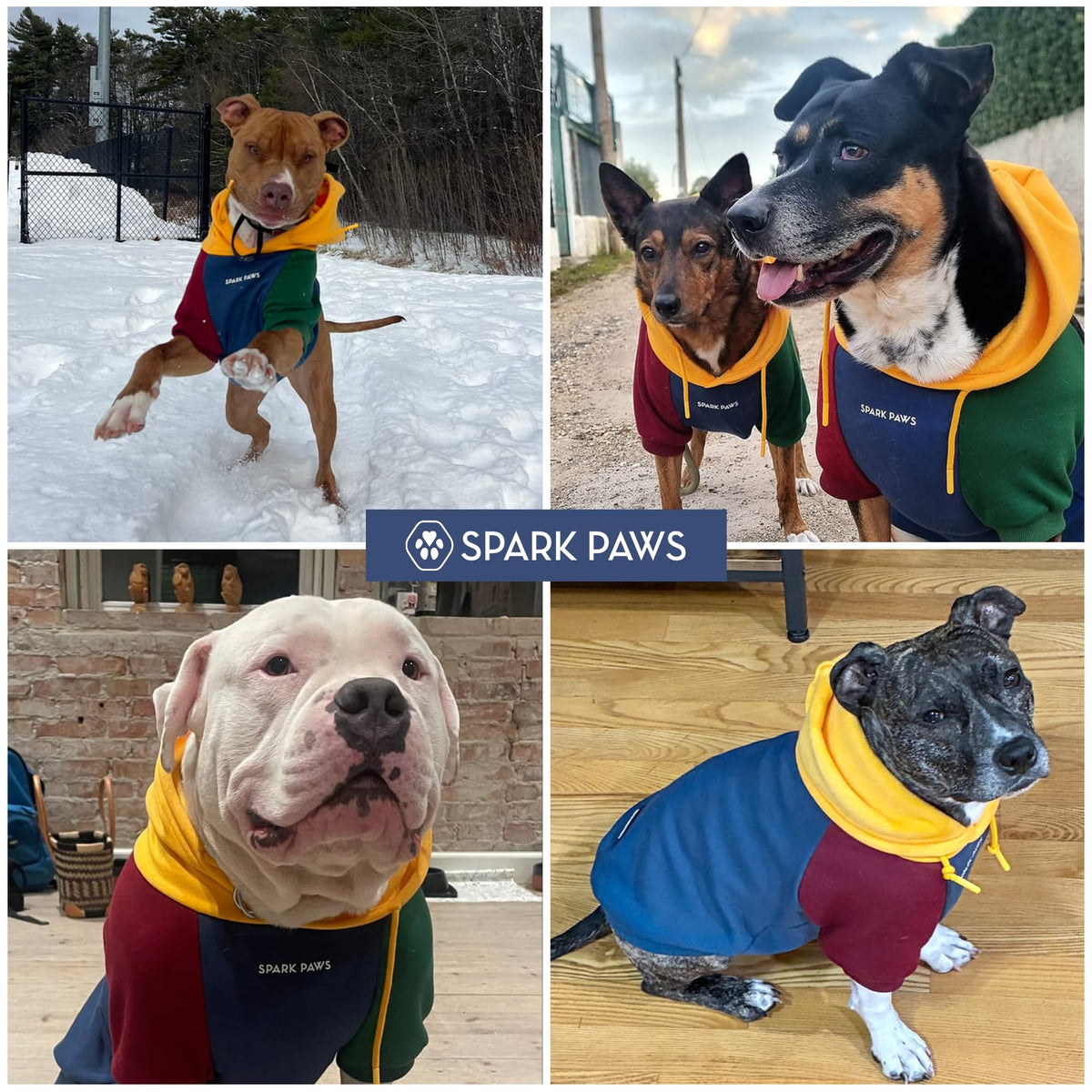 Dog Hoodie Buttery (Primary Color Block / Large)