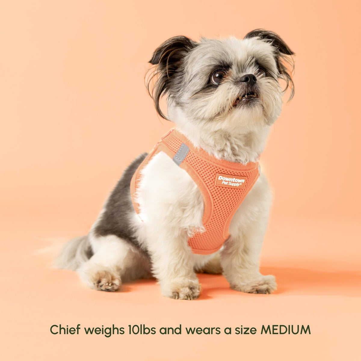 Step in Dog Harness for Large Dogs (Small / Tangerine)