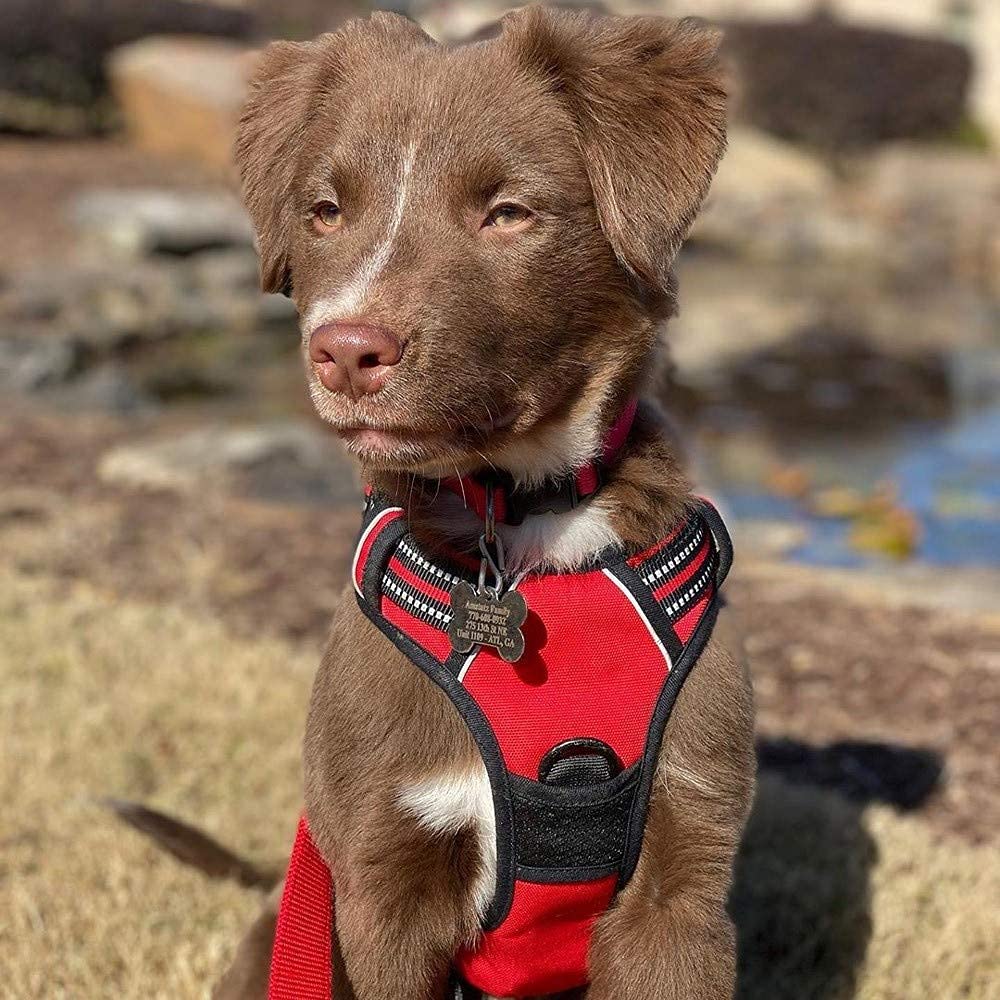 Dog Harness No Pull for Small Dogs with 2 Leash Clips (Small / Red)