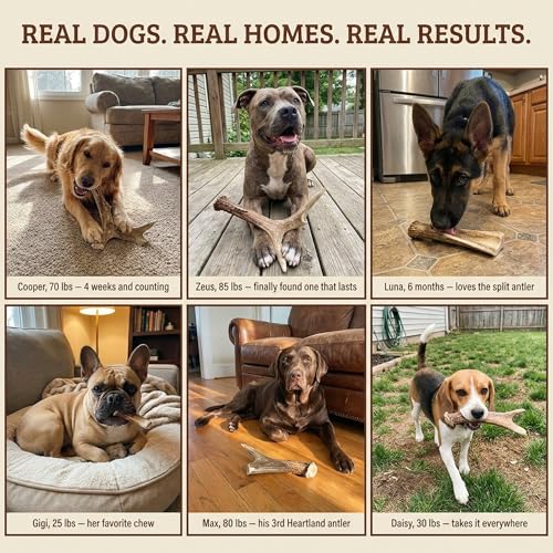 Deer Antler Dog Chew (Medium (Dogs 25-45 lbs))