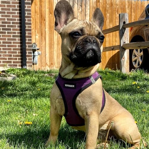 Voyager Step in Air All Weather Mesh Harness and Reflective Dog 5ft Leash Combo with Neoprene Handle (Purple/Black Trim / XS (Chest: 13 - 14.5"))
