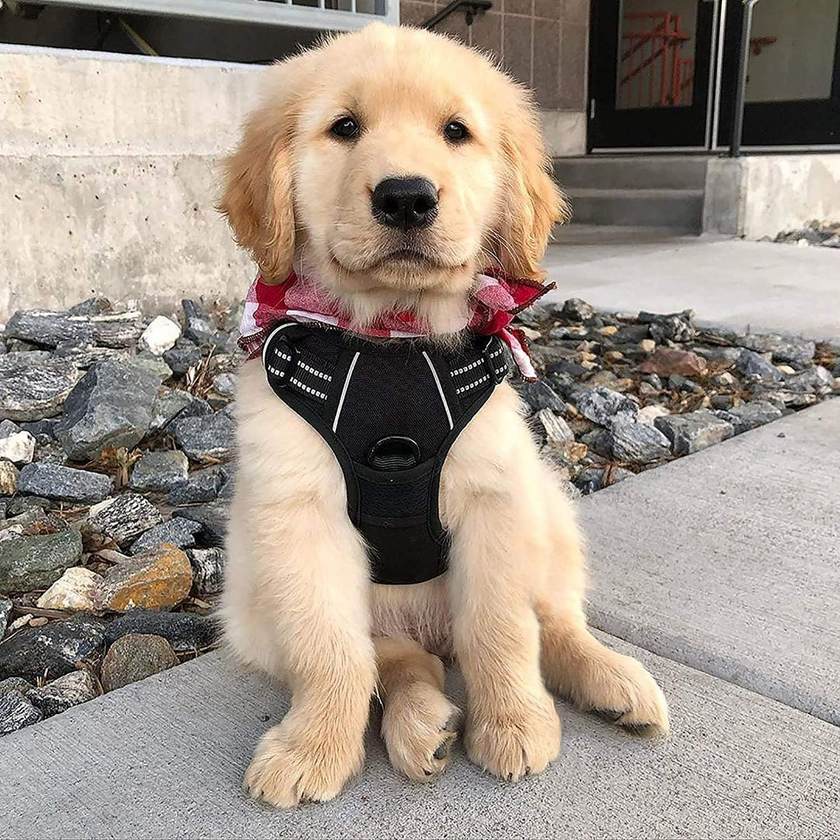 Dog Harness No Pull for Small Dogs with 2 Leash Clips (Small / Black)