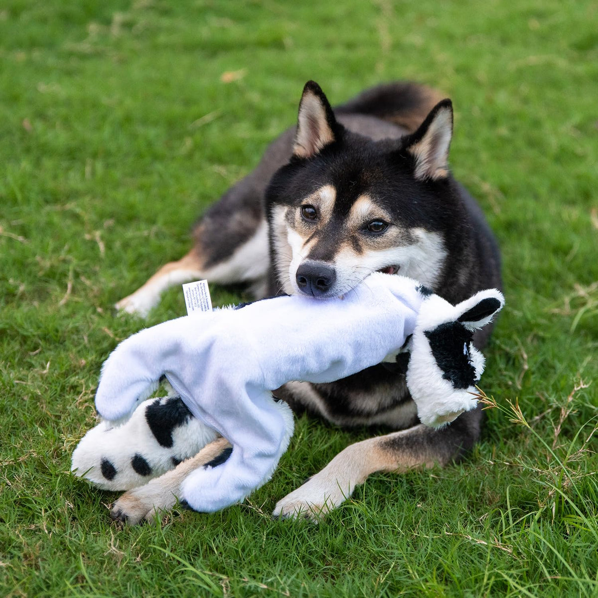 2-in-1 Stuffless Squeaky Dog Toy - Cow, Monkey, Medium (Multicolor/Monkey & Cow / Medium)
