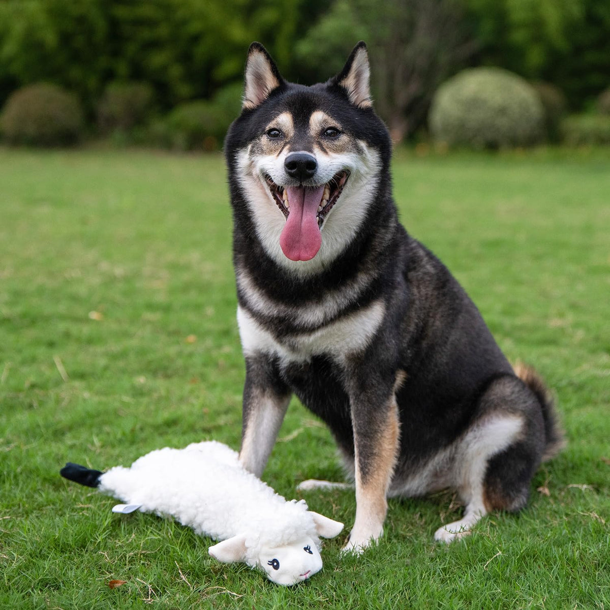 2-in-1 Stuffless Squeaky Dog Toy - Sheep, Large (Grey/Sheep / Large)