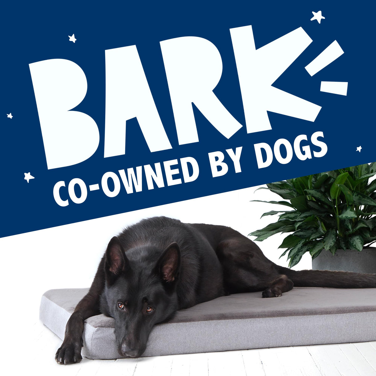 Orthopedic Dog Bed (Grey / Medium)