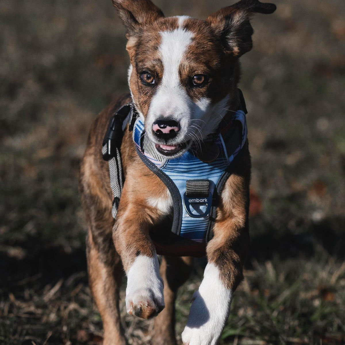 Embark No Pull Dog Harness (S / Santa Monica)