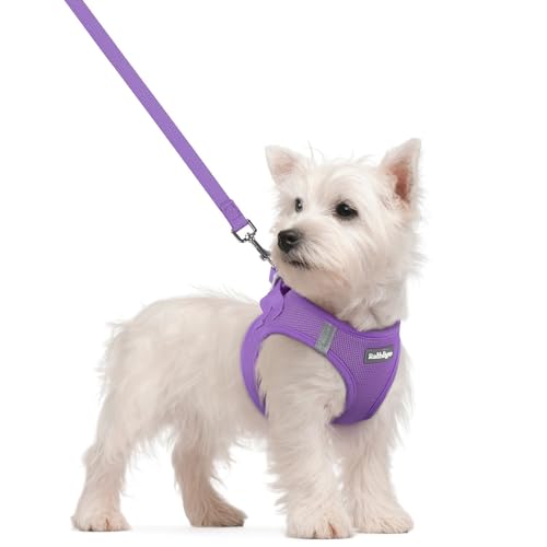 Dog Harness Small Sized and Leash Set (Purple / S (chest: 15.1 - 16.5"))