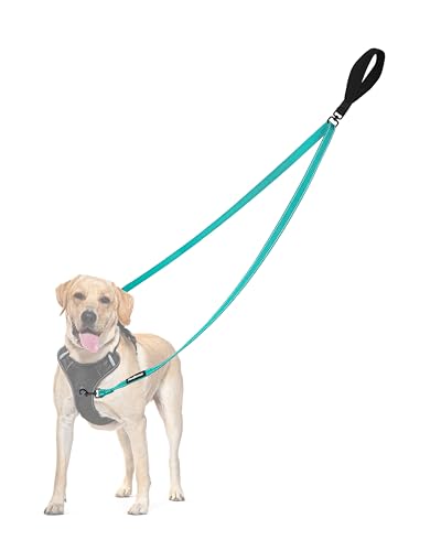 Two Point Control Dog Leash (Turquoise)