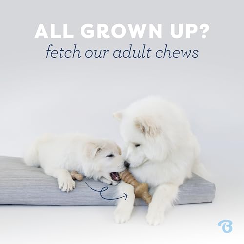 Puppy Fishbone Dog Chew Toys (Puppy (2-Pack))