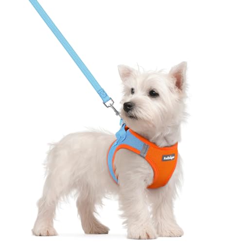 Dog Harness Small Sized and Leash Set (Blue & Orange / S (chest: 15.1 - 16.5"))