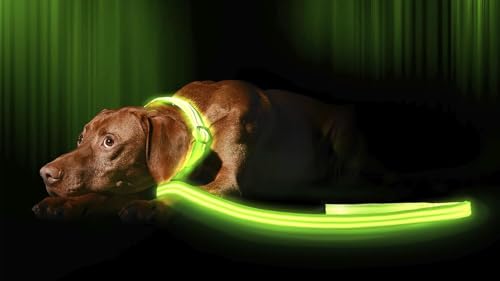 LED Light Up Dog Leash (6 Feet / Neon Green)