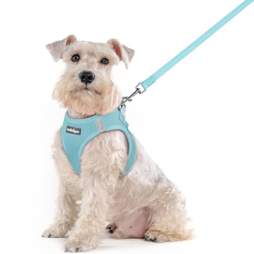 Dog Harness Medium Sized and Leash Set (Mint Blue / Xxl (chest: 21.6 - 23.7"))