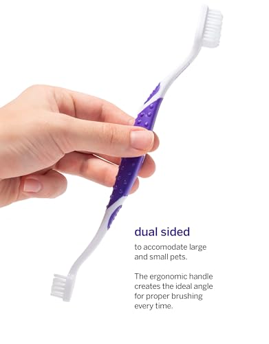 Teeth Brushing Kit (2.5 Ounce (Pack of 1))