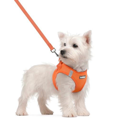 Dog Harness Small Sized and Leash Set (Orange / S (chest: 15.1 - 16.5"))