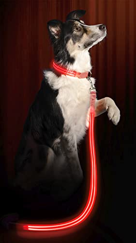 LED Light Up Dog Leash (4 Feet / Ruby Red)