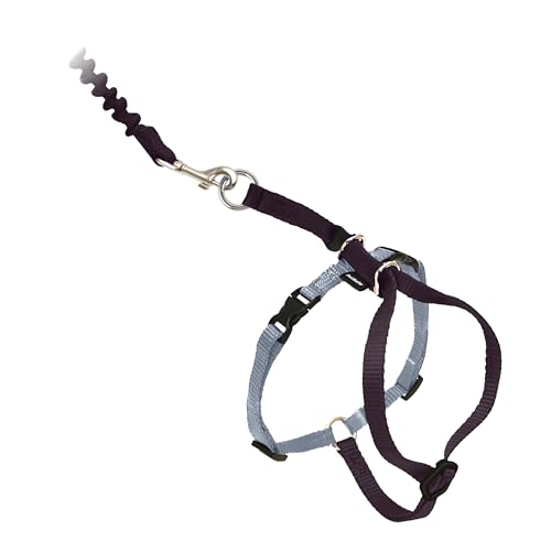 Come With Me Kitty Harness and Bungee Leash (Large (Pack of 1) / Black)