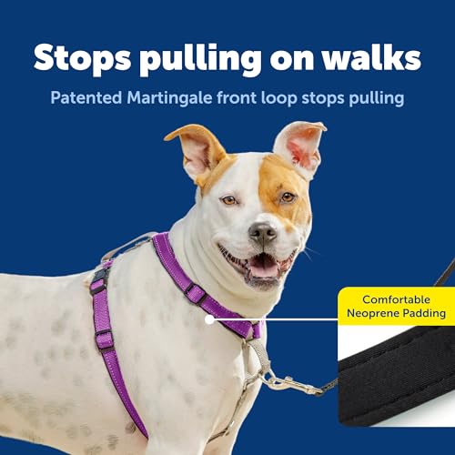 Easy Walk 3 in 1 No Pull Dog Harness (Plum / Medium (Pack of 1))