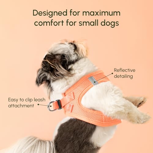 Pastel Tangerine X (X-Small / Tangerine)
