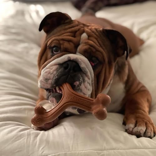 Power Chew Easy (Large / Wishbone)
