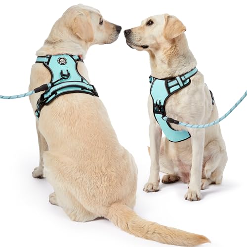 Dog Harness for Medium Sized Dog (Turquoise / Medium)