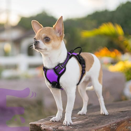 Dog Harness for Small Dogs (X-Small / Purple)