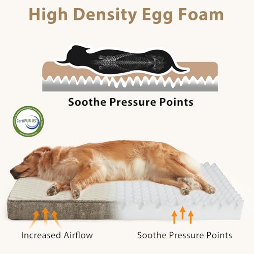 Orthopedic Dog Bed XL (XL(41"x27") / Beige)