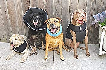 Comfy Cone Pet Cone for Dogs (Black / SL(Neck to Nose 8"))